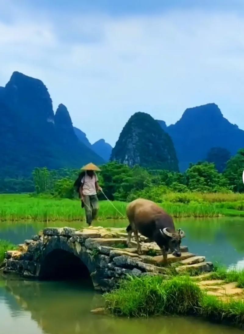 牛啊牛,你真的?好,感谢这位先生一直陪着你的身边,你看看无论